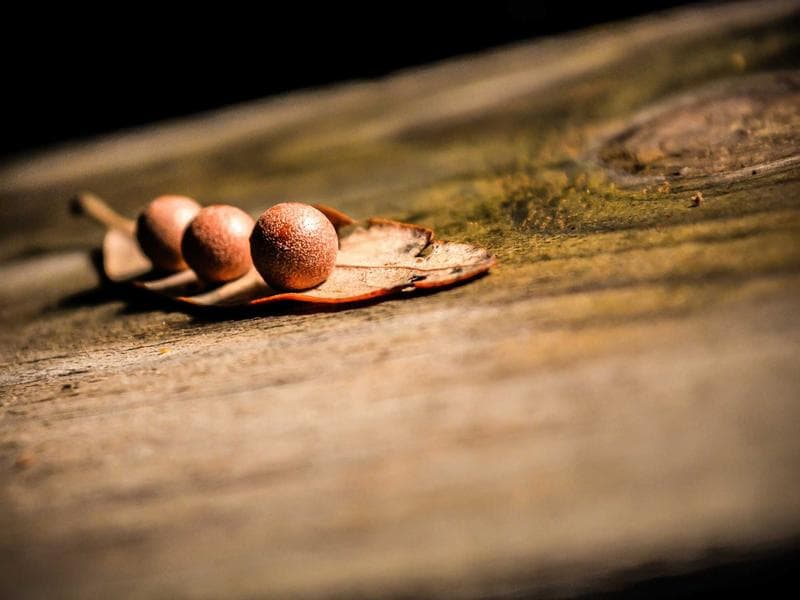 Ayola Special Ugali Blend